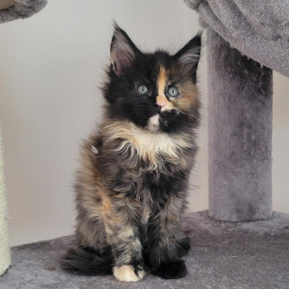 kittycat2024